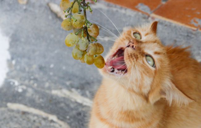 10 Foods You Shouldn’t Give to Your Cat No Matter How Pitifully It Asks